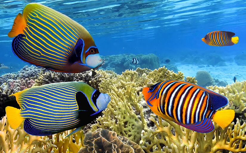 דגים צבעוניים בעולם הים של וינה