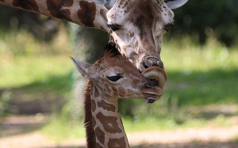 © zoo schmiding
